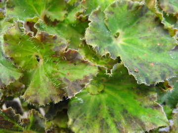 B. ‘Comanche’